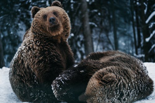 Bears in Snow