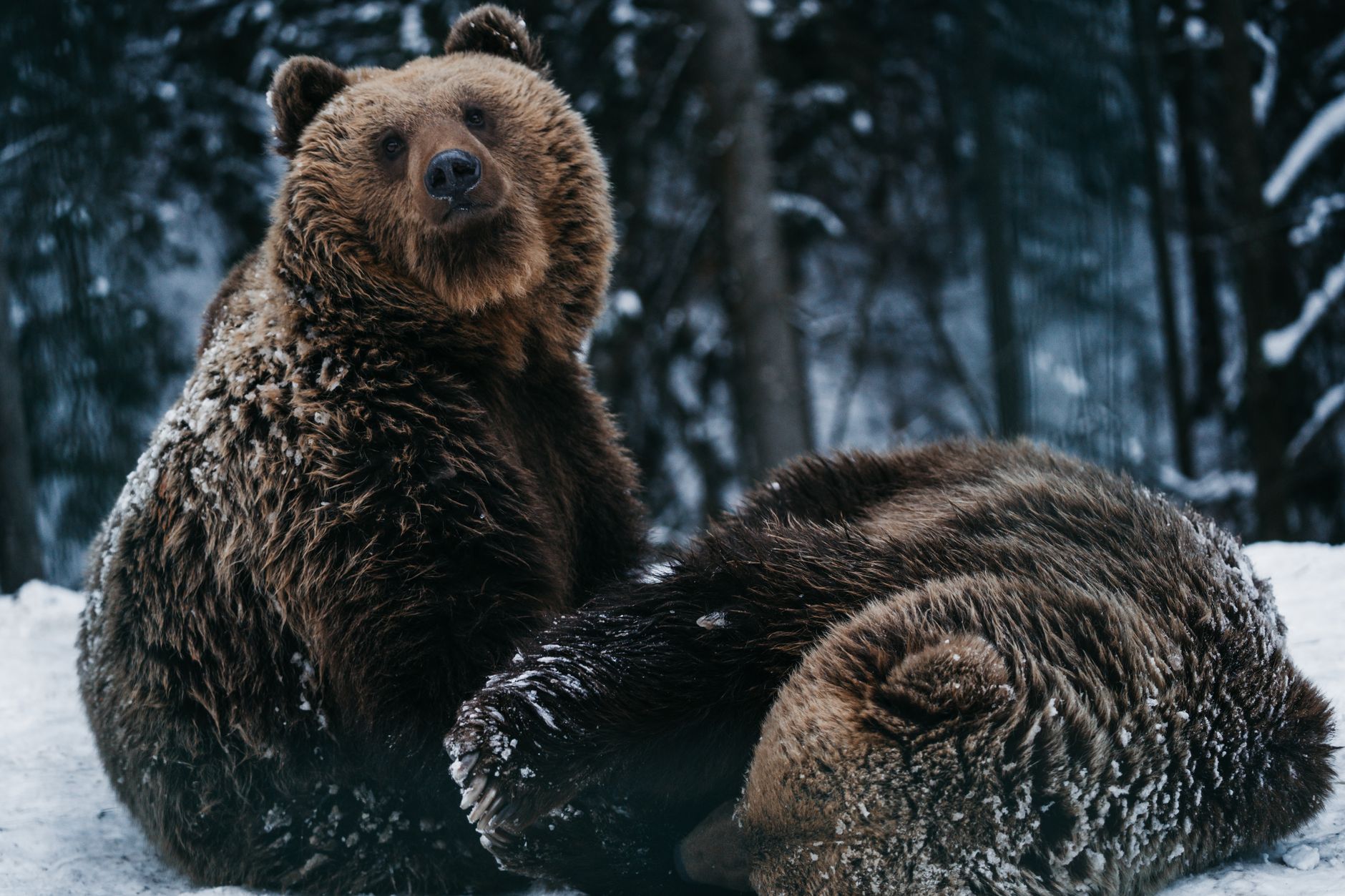Two brown bears in a snow-covered forest, embodying winter wildlife.