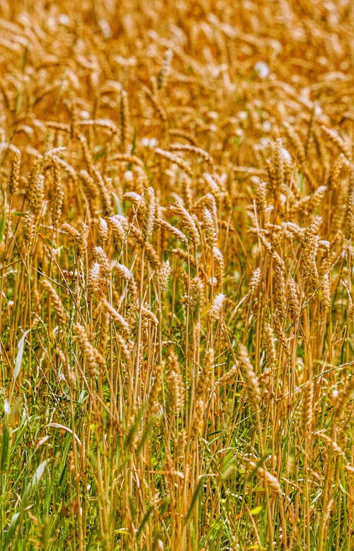 垂直拍摄, 增長, 小麥 的 免费素材图片