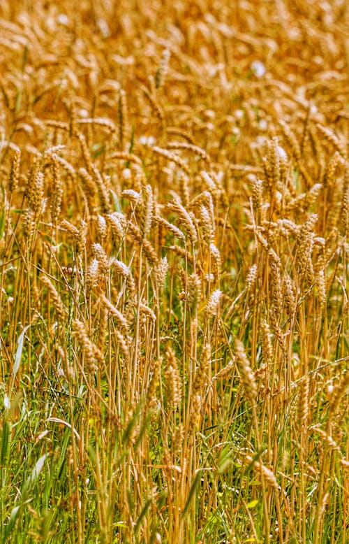 An Agricultural Field