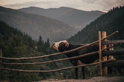 Immagine gratuita di agricoltura, animale, azienda agricola