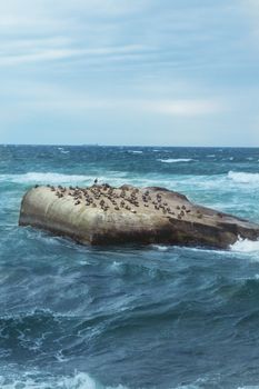 海鸟聚集在被波浪包围的岩石突出部，天空多云。 - 相关推荐