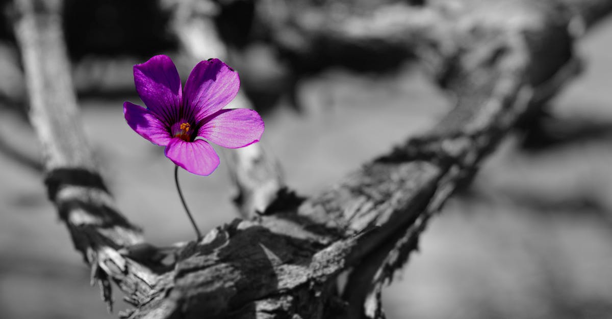 Free stock photo of beautiful flowers, black and white, violet