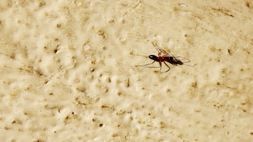 Free stock photo of ant, hd background, sun