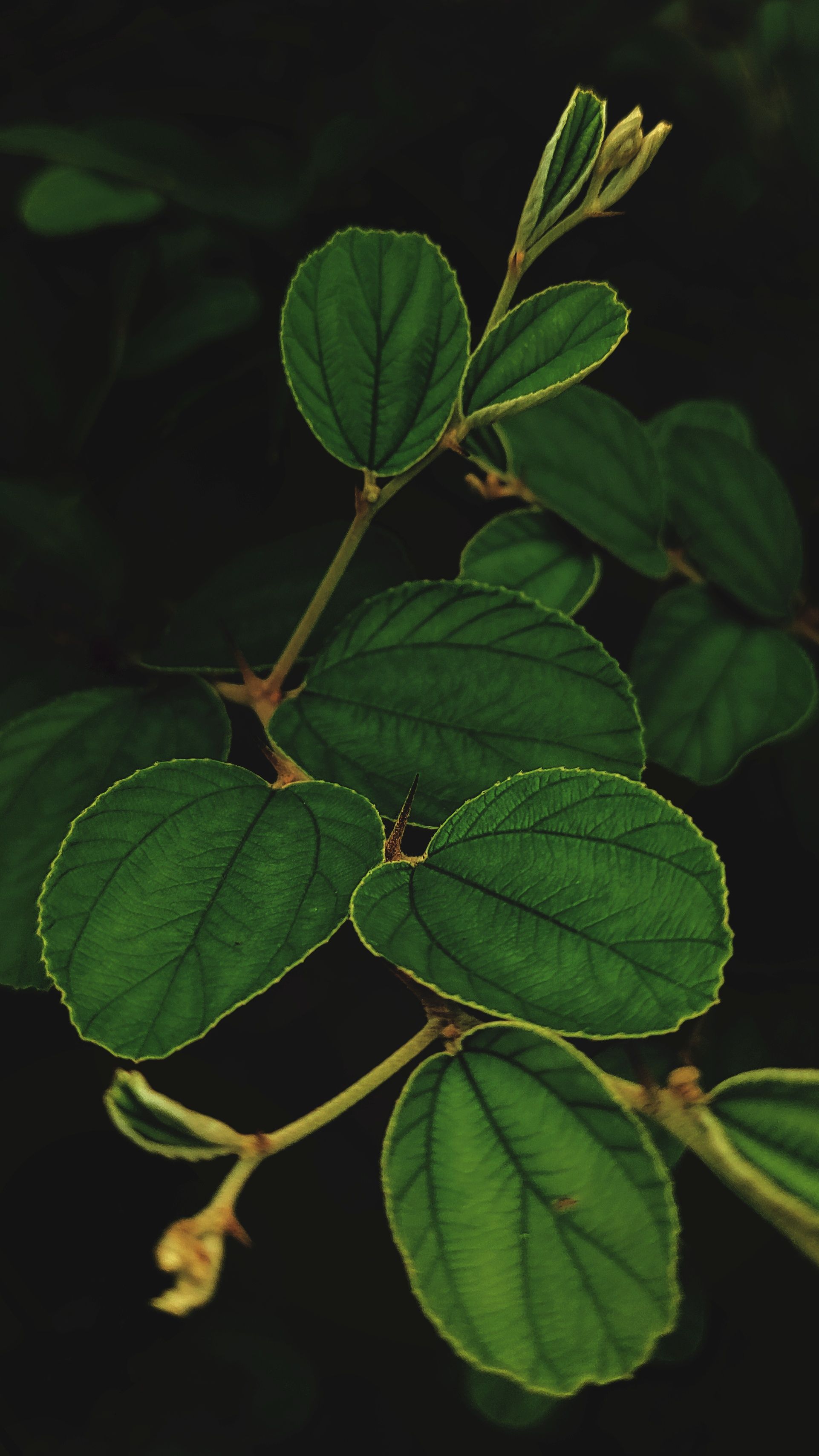 Detailed view of vibrant green leaves on a branch, highlighting nature's beauty.