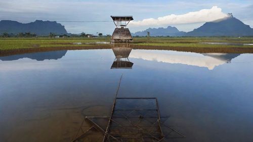 Free paddy field  Stock Photo