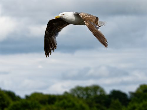 Free A seagull gracefully flying against a backdrop of blue skies and green trees. Stock Photo