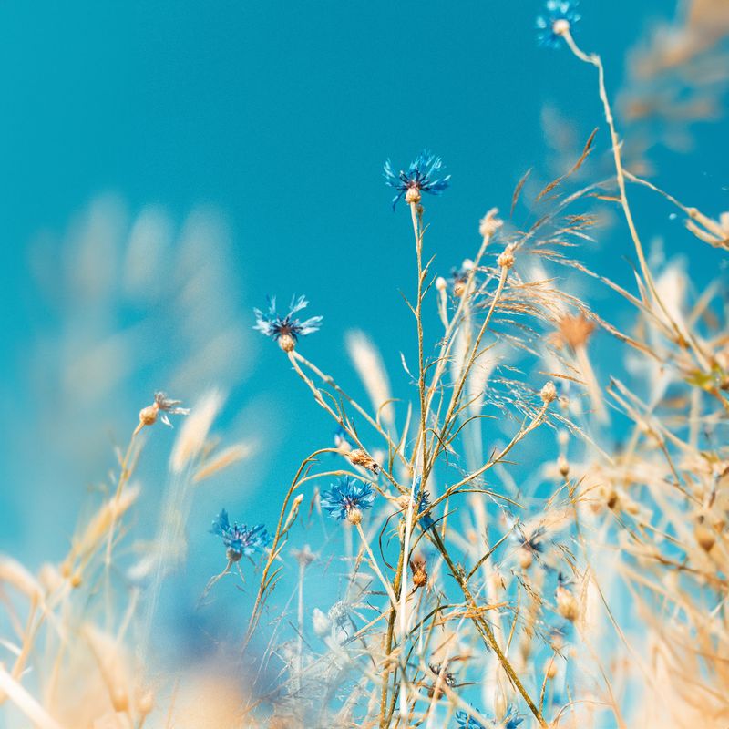 Blue cornflowers and dry grasses against a soft blue summer sky