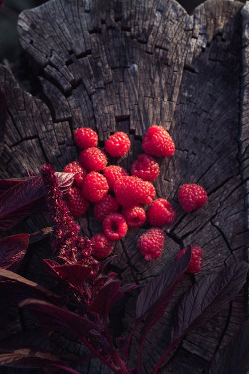 Gratis lagerfoto af blackberry, blad, delikat