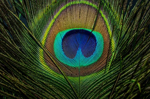 Close up of a Peacock Feather 