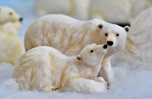 Základová fotografie zdarma na téma dekorace, eisbär