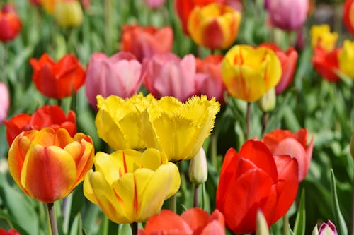 Základová fotografie zdarma na téma rote tulpen, tulipán, tulpe