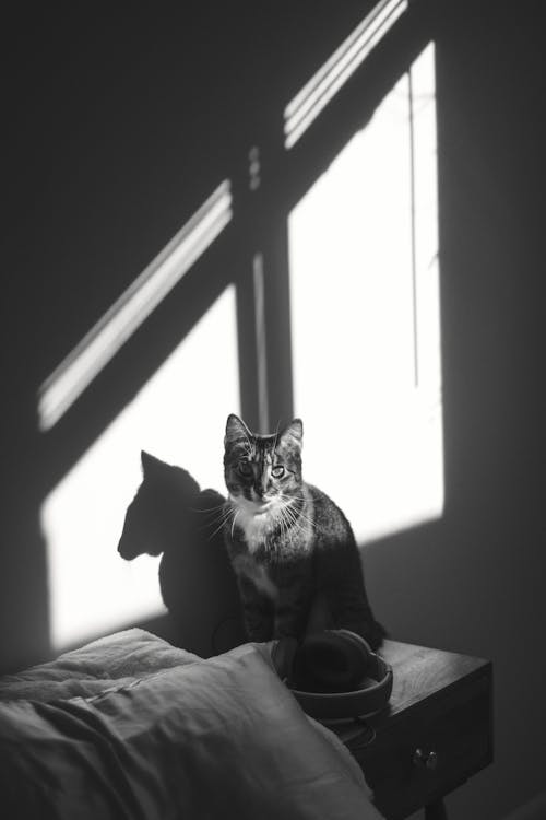 Darmowe zdjęcie z galerii z czarno-biały, fotografia zwierzęcia, kot