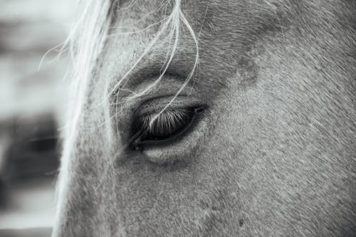 Horse Eye Closeup