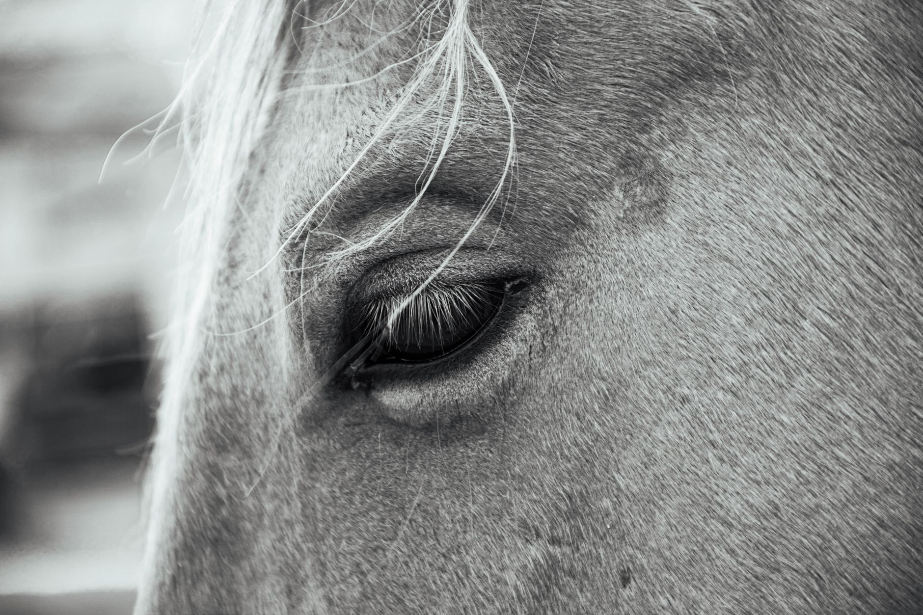 Veterinarian examining a horse during a checkup