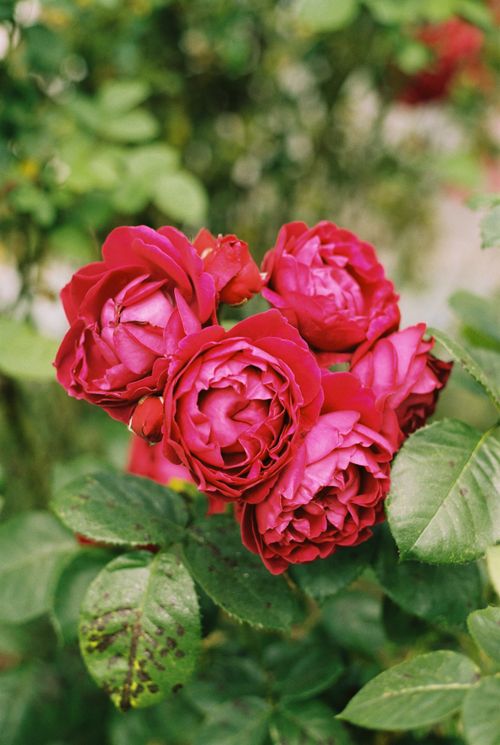 Free Close-up of vibrant pink roses in full bloom, showcasing natural beauty and fresh growth. Stock Photo