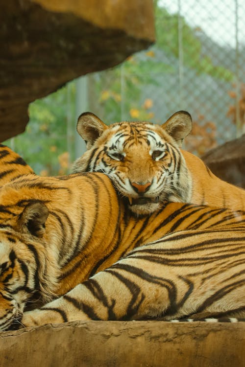 Close-up of Tigers in the ZOO 