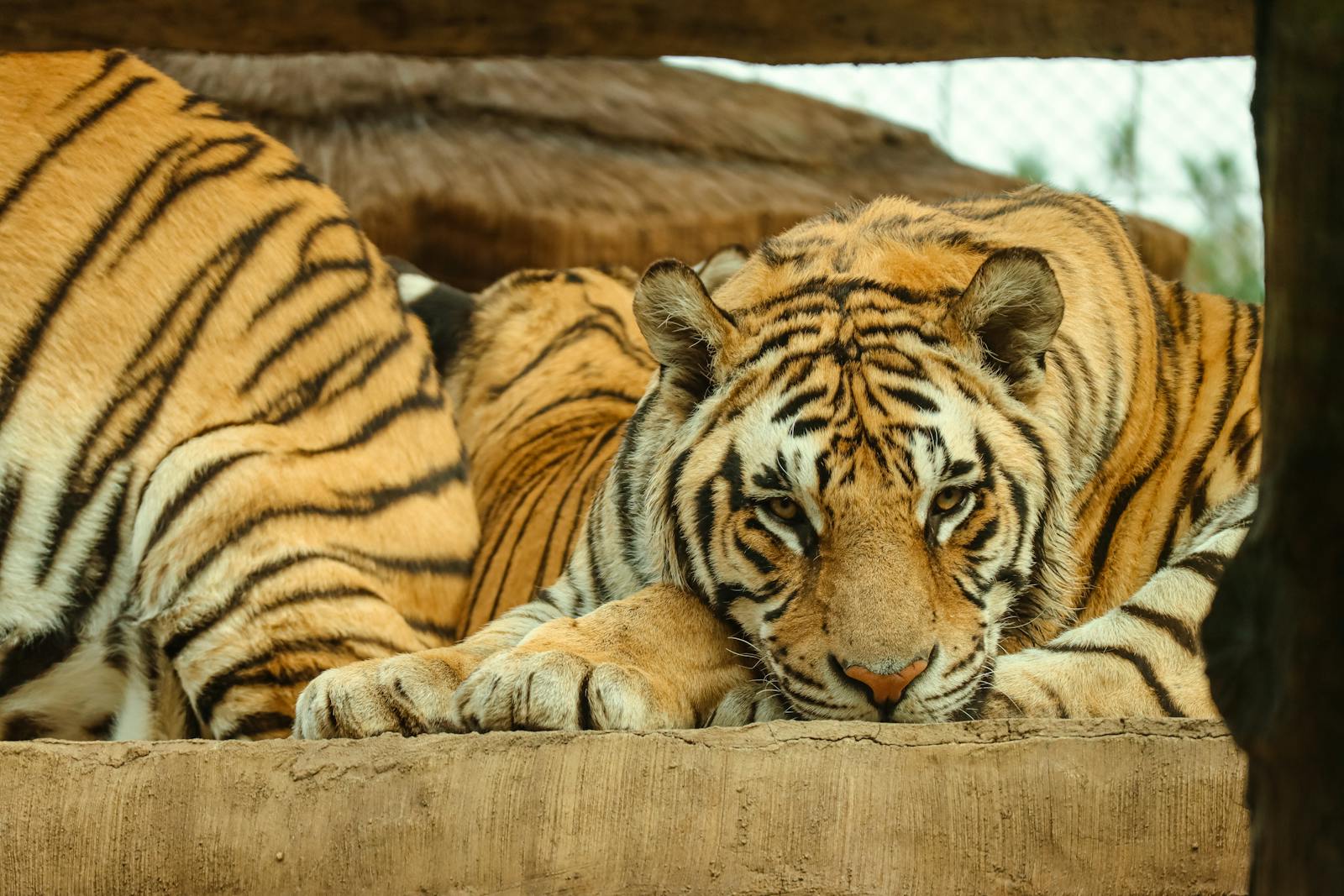 Jamaica Zoo Photos, Download The BEST Free Jamaica Zoo Stock Photos