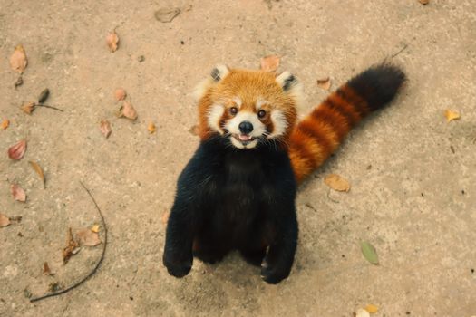 High Angle Shot of a Red Panda 