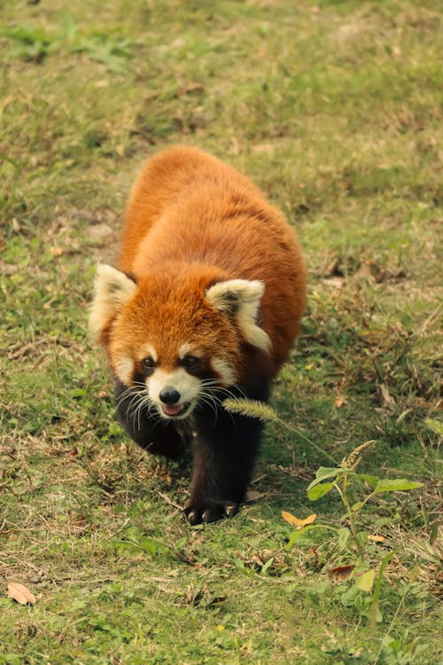 ailurus fulgens, alan, ayı içeren Ücretsiz stok fotoğraf