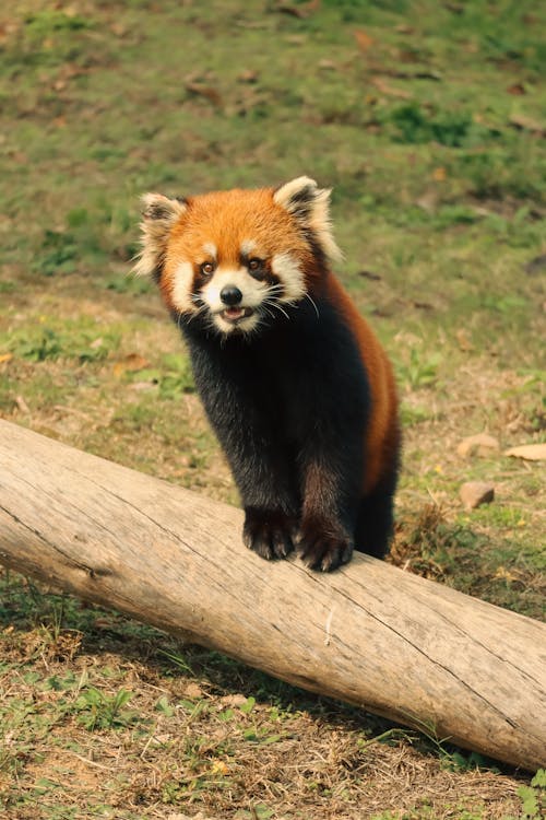 Close-up of a Red Panda 