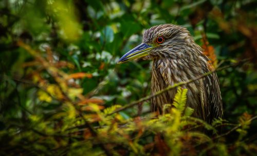 Free Detailed close-up of a Black-crowned Night Heron amid green foliage, showcasing nature's beauty. Stock Photo
