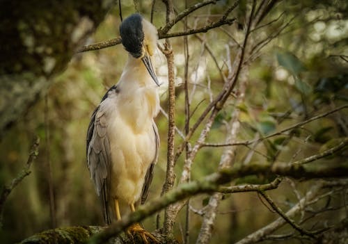 Black-Crowned Night Heron Perching on a Branch 
