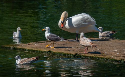 Free Swans and seagulls stand together on a riverbank, captured in vivid detail. Stock Photo
