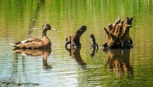 Duck Swimming in the River