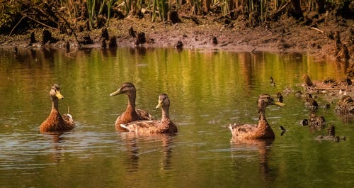 Fotos de stock gratuitas de animales, aves, de cerca