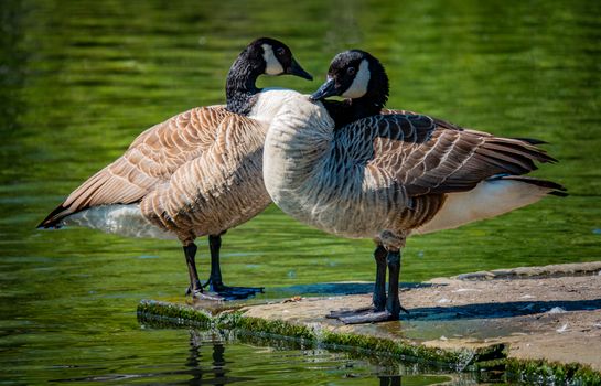 Close-up of Geese on the Lakeshore 