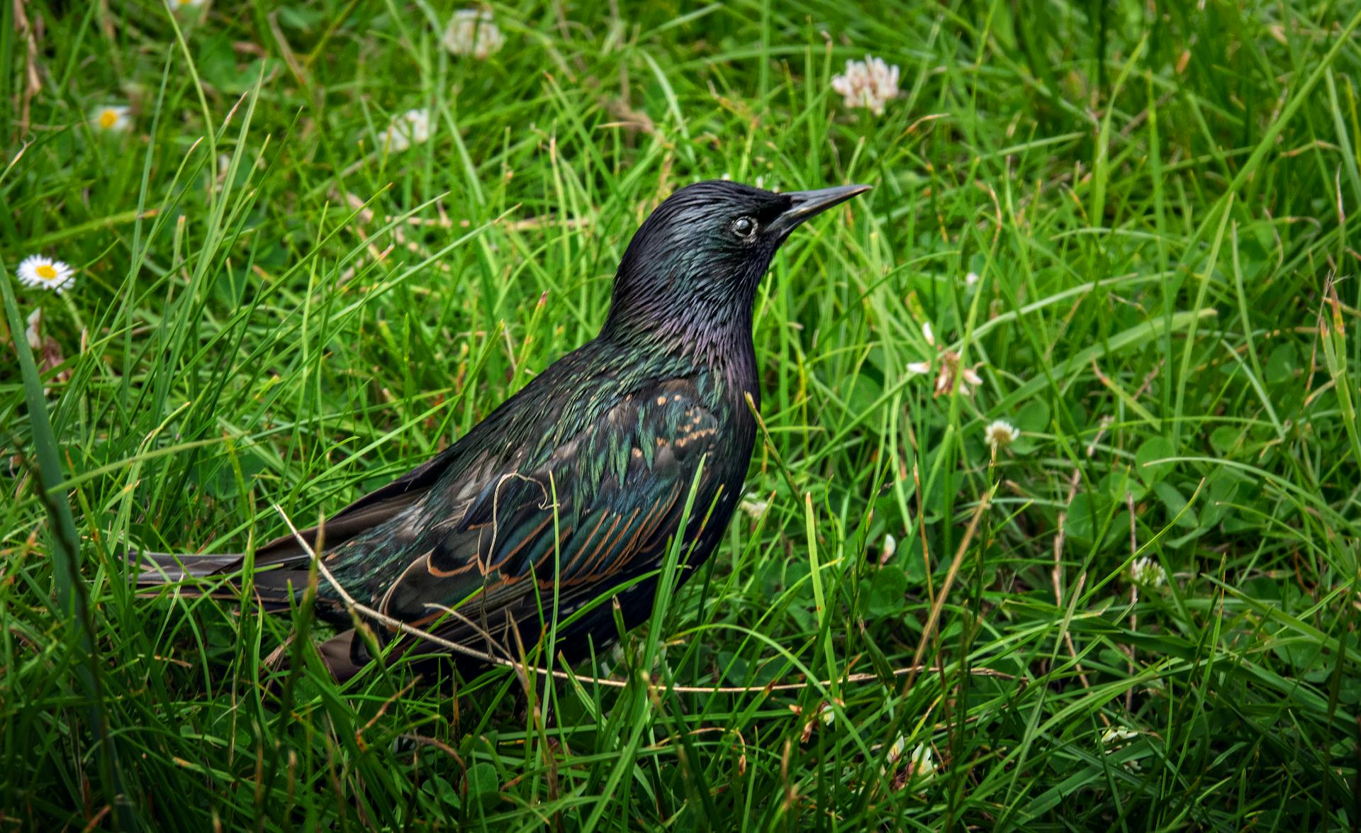 Close-up of a European starling in a vibrant green meadow, showcasing iridescent plumage.