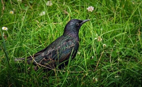 Free Close-up of a European starling in a vibrant green meadow, showcasing iridescent plumage. Stock Photo