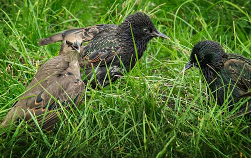 Fotobanka s bezplatnými fotkami na tému diaľničná nálepka, fotografie zvierat žijúcich vo voľnej prírode, príroda