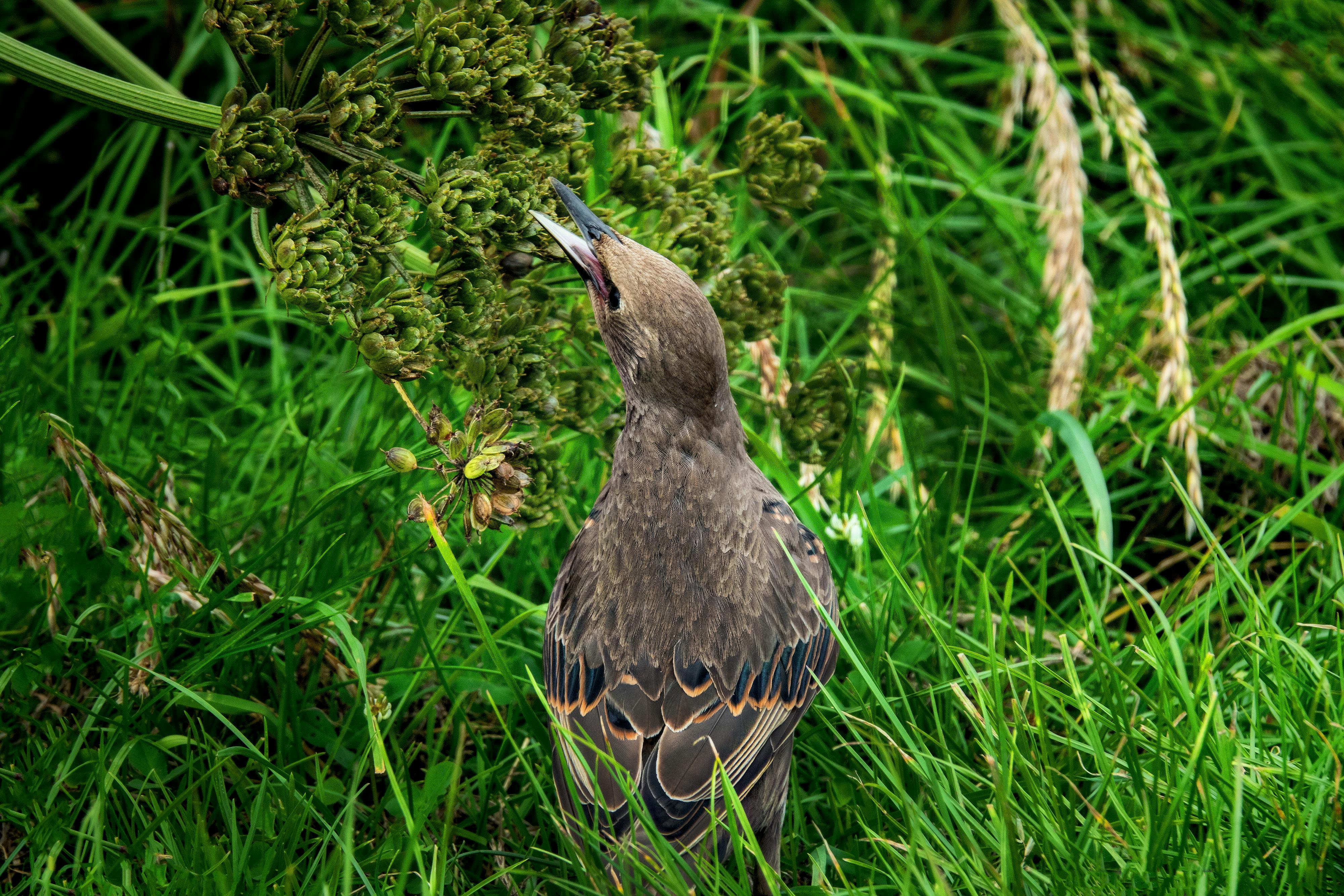 a-common-blackbird-eating-worms-free-stock-photo