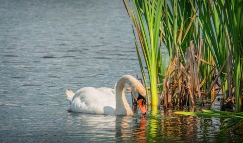 Fotobanka s bezplatnými fotkami na tému diaľničná nálepka, fotografie zvierat žijúcich vo voľnej prírode, jazero