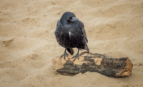 Crow Sitting on a Driftwood on the Beach
