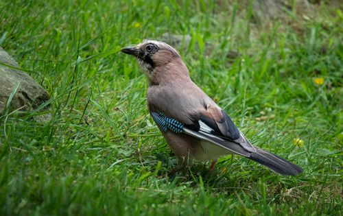 Free Close-up of an Eurasian Jay (Garrulus glandarius) on a grassy meadow. Stock Photo