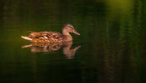 Foto profissional grátis de água, ave, fechar-se