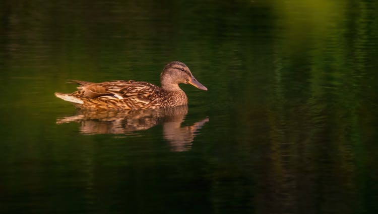 Close Up Of Duck