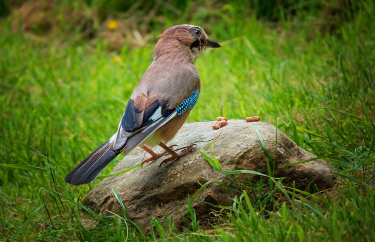 Bird Perching On A Stone