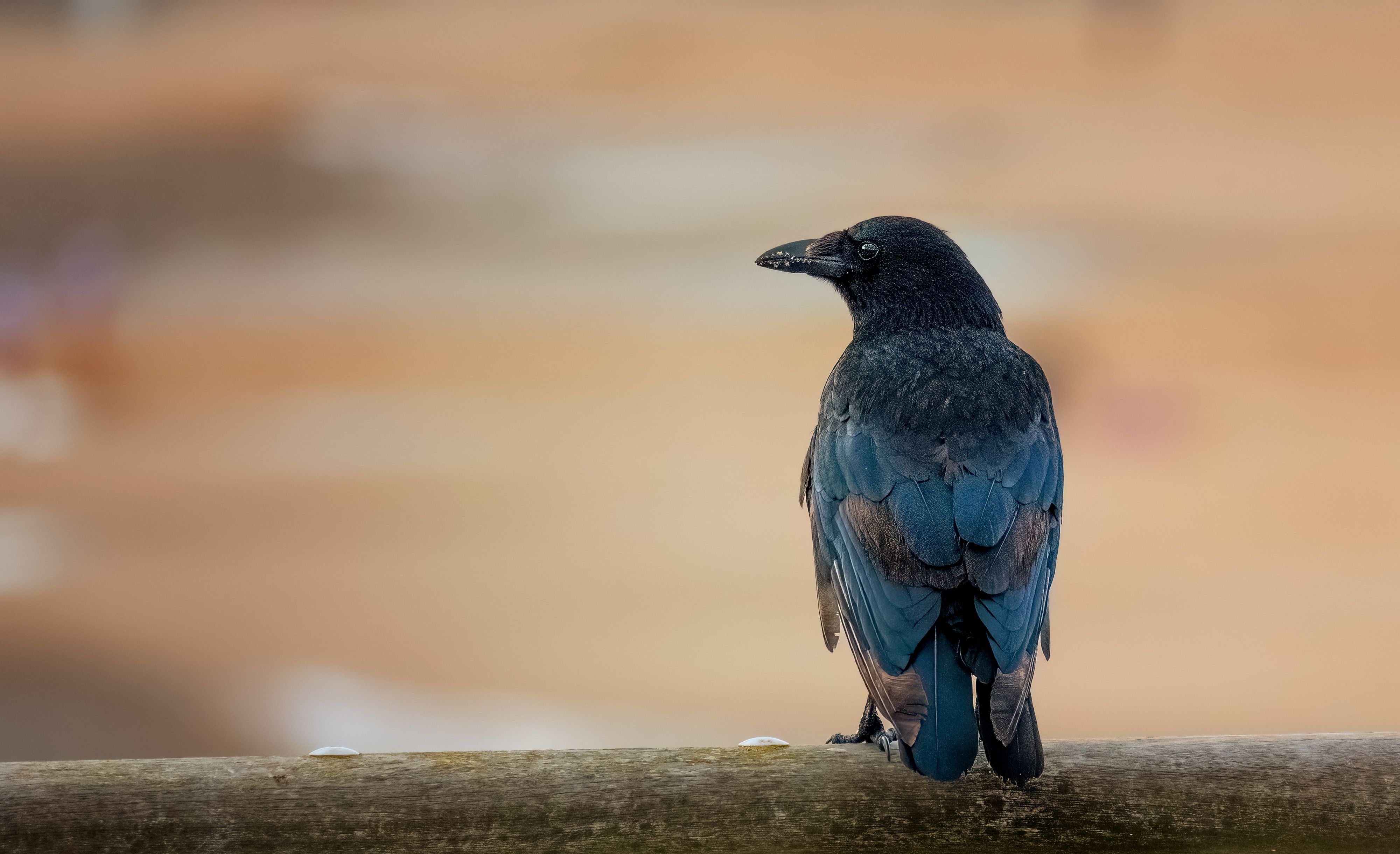 Crow Perching on a Wooden Railing · Free Stock Photo