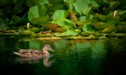 Duck Swimming in the Pond