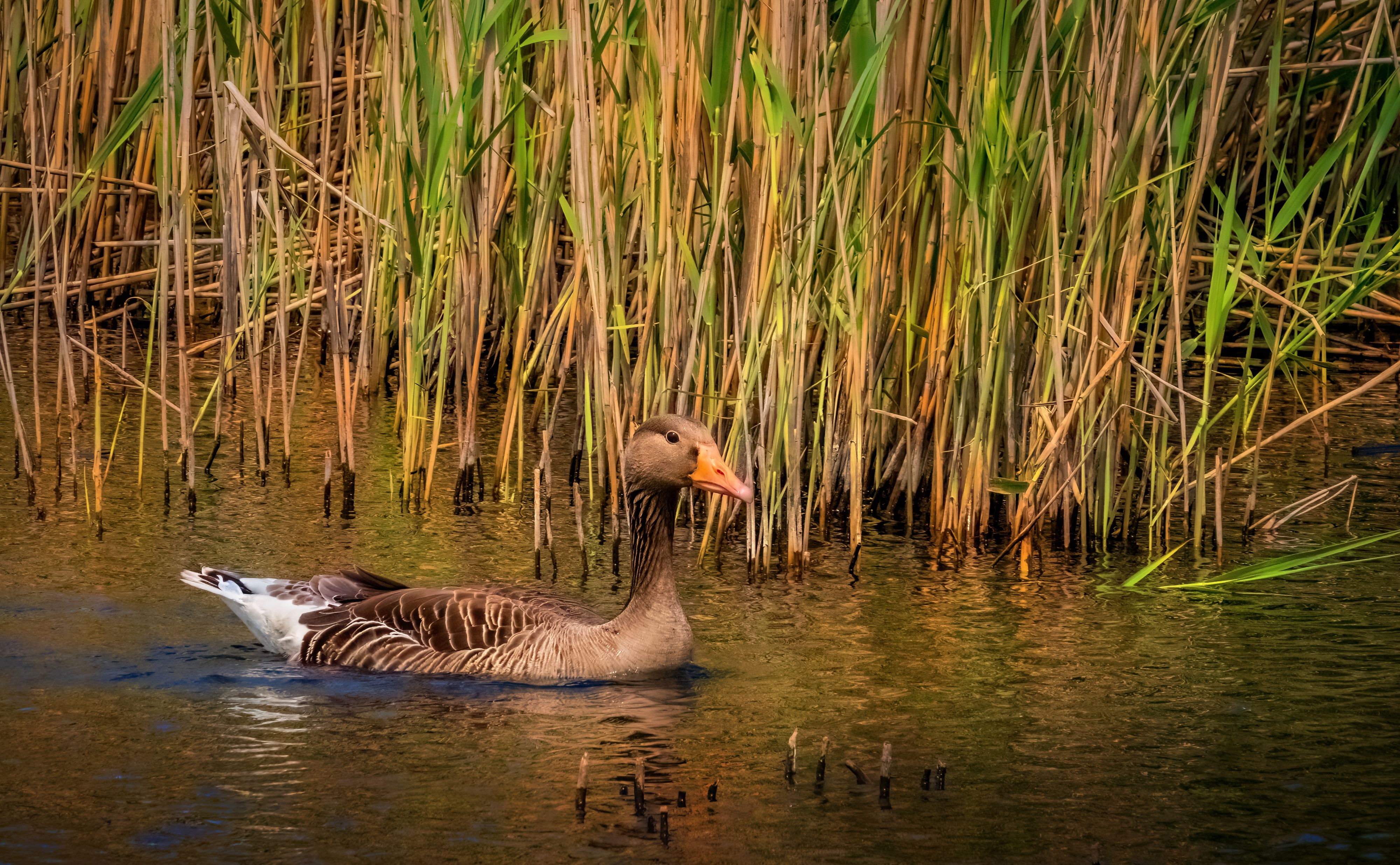 Duck Swimming in the Thicket of Reeds · Free Stock Photo
