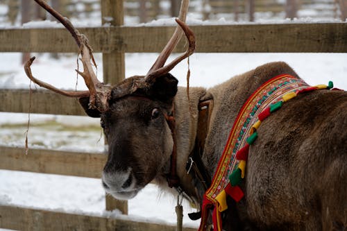 감기, 겨울, 동물 사진의 무료 스톡 사진