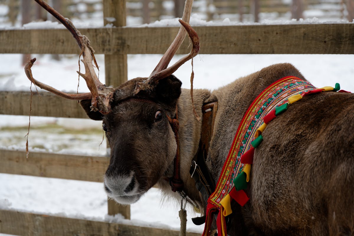 Reindeer Wallpaper Photos Download The BEST Free Reindeer Wallpaper