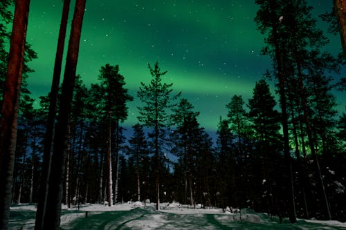 Free Northern Lights over the Forest Stock Photo