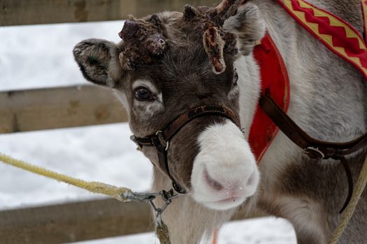 Close-up of a reindeer in a snowy enclosure at Kolari, Finland, showcasing winter charm.
