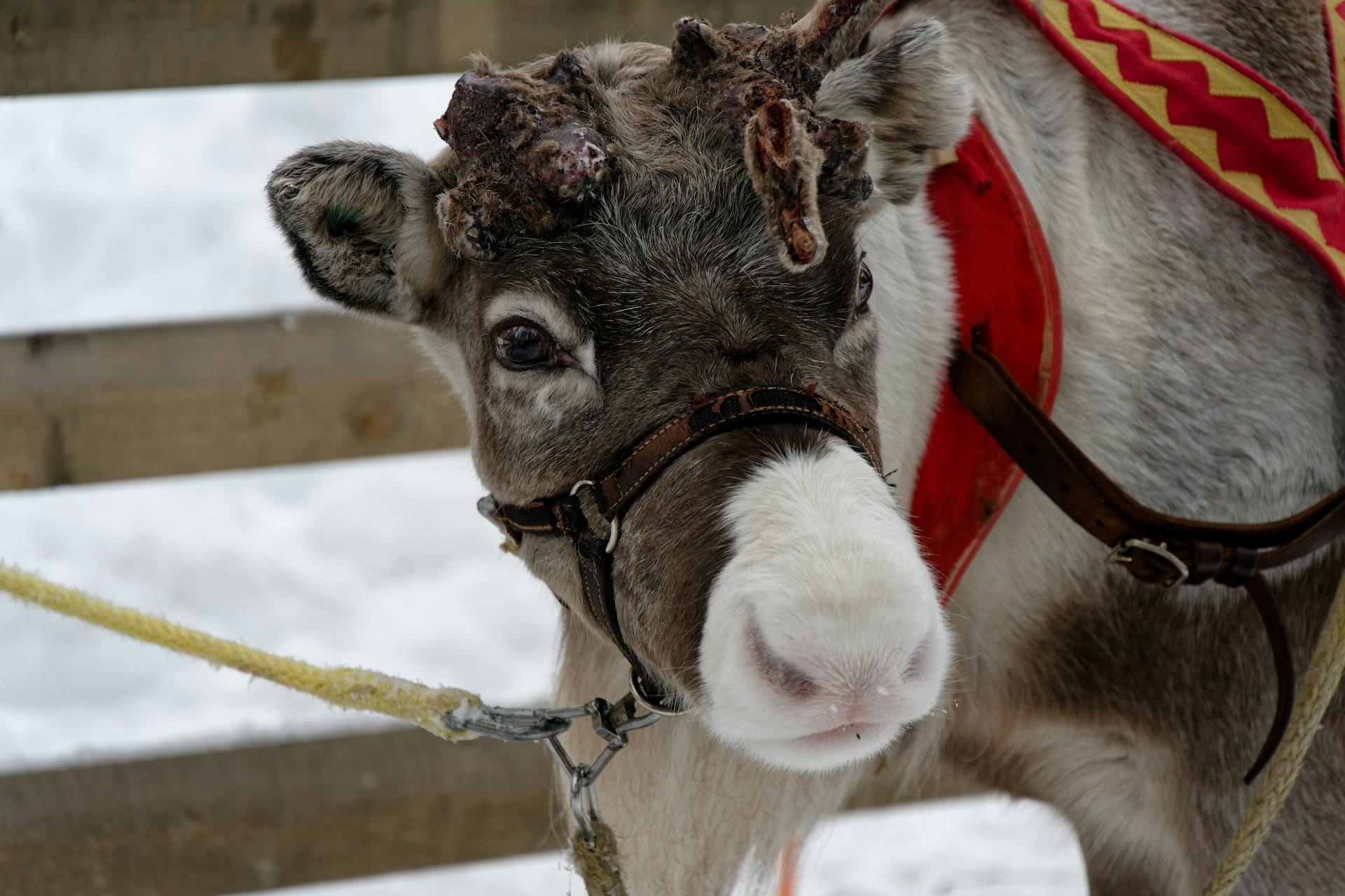 Close-up of a Tethered Reindeer