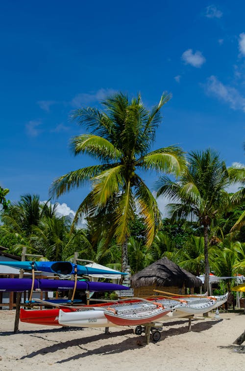 View of Kayaks Standing on a Beach with Palm Trees 